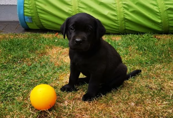 bellissimi cuccioli di labrador | Foto 1