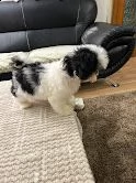 cucciolo shih tzu di razza pura! | Foto 3