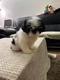 cucciolo shih tzu di razza pura! | Foto 2