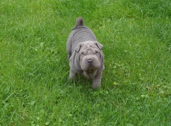 prestigiosi cuccioli shar-pei cinesi di 80-gg maschio e femmina | Foto 2