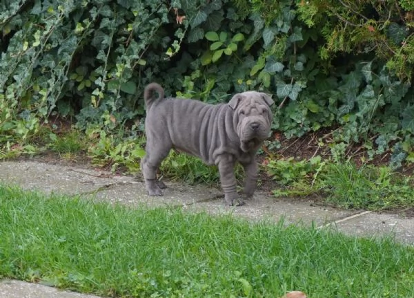 prestigiosi cuccioli shar-pei cinesi di 80-gg maschio e femmina | Foto 1