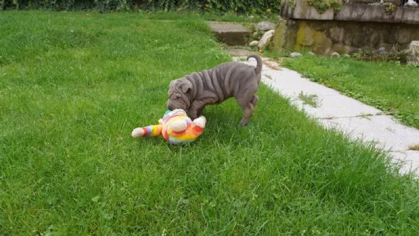 prestigiosi cuccioli shar-pei cinesi di 80-gg maschio e femmina | Foto 0