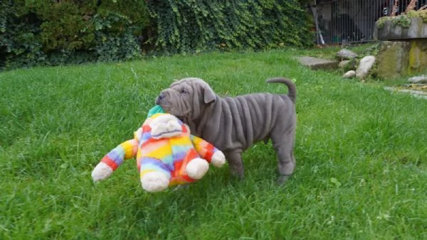 prestigiosi cuccioli shar-pei cinesi di 80-gg maschio e femmina