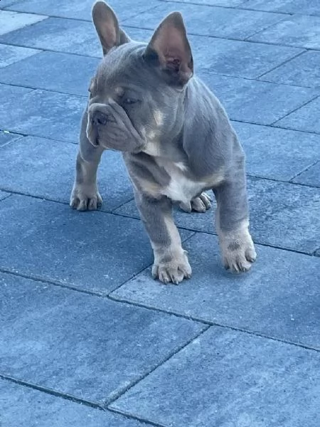 cuccioli di bulldog francese blu e marrone chiaro, fulvo