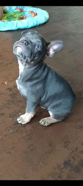 Bouledogue francese cuccioli ENCI E TEST GENETICI | Foto 3