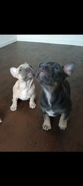 Bouledogue francese cuccioli ENCI E TEST GENETICI | Foto 1