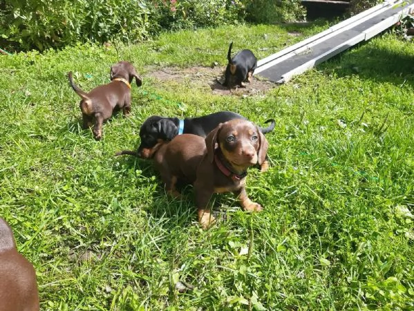 CUCCIOLI BASSOTTO NANO PELO CORTO NERO FOCATO E FULVO | Foto 2