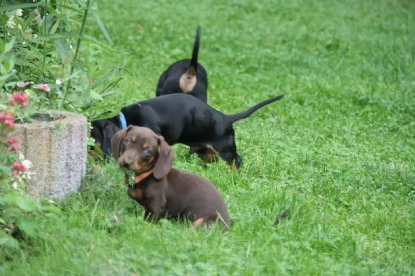 CUCCIOLI BASSOTTO NANO PELO CORTO NERO FOCATO E FULVO