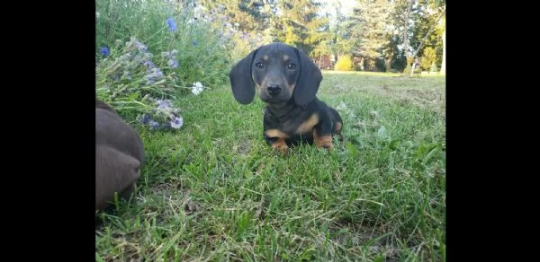 CUCCIOLI BASSOTTO NANO PELO CORTO NERO FOCATO E FULVO | Foto 1