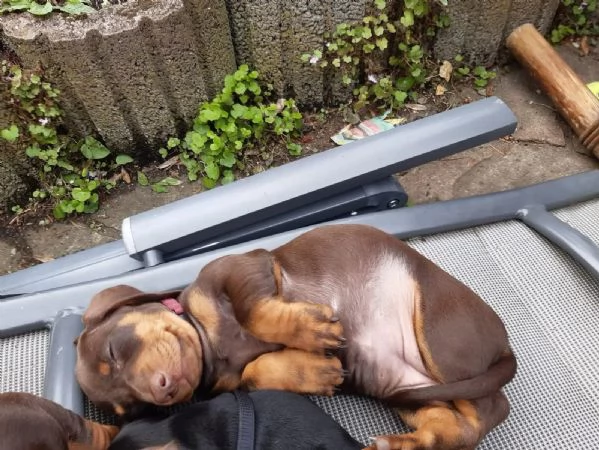 CUCCIOLI BASSOTTO NANO PELO CORTO NERO FOCATO E FULVO | Foto 0