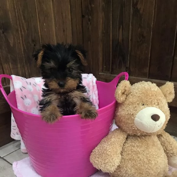 BELLISSIMI CUCCIOLI DI YORKSHIRE TERRIER DISPONIBILI | Foto 2