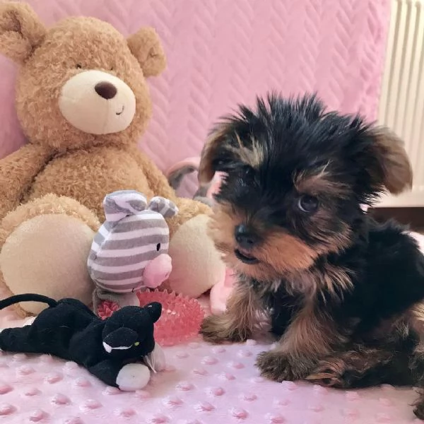 BELLISSIMI CUCCIOLI DI YORKSHIRE TERRIER DISPONIBILI