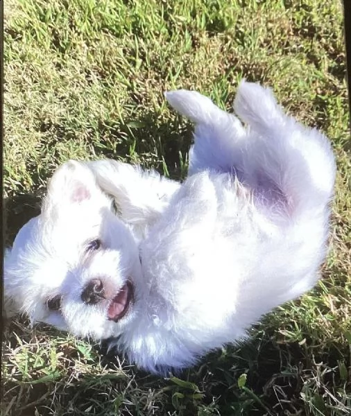 due cuccioli di maltese bianchi | Foto 0