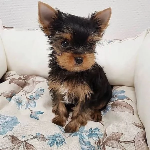 cuccioli di yorkie dal viso adorabile (+34631716322)