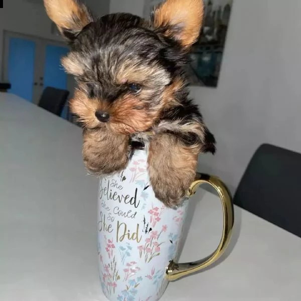 cucciolo di yorkshire terrier (+34631716322)