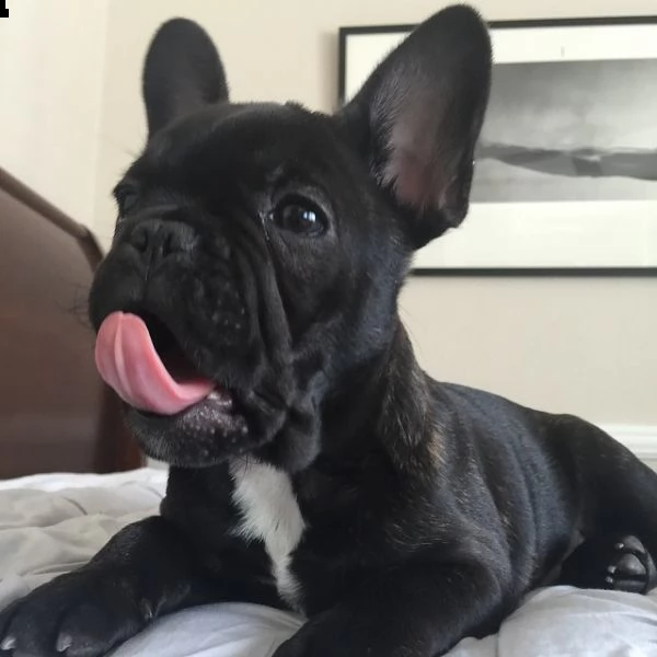 i cuccioli di frenchies ora disponibili hanno bisogno del loro nuovo e per sempre | Foto 2