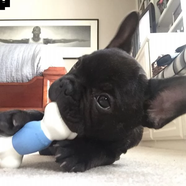 i cuccioli di frenchies ora disponibili hanno bisogno del loro nuovo e per sempre