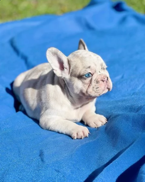 vendo cuccioli di bulldog francese sani | Foto 2