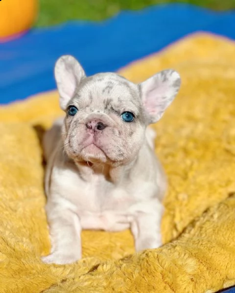 vendo cuccioli di bulldog francese sani | Foto 1