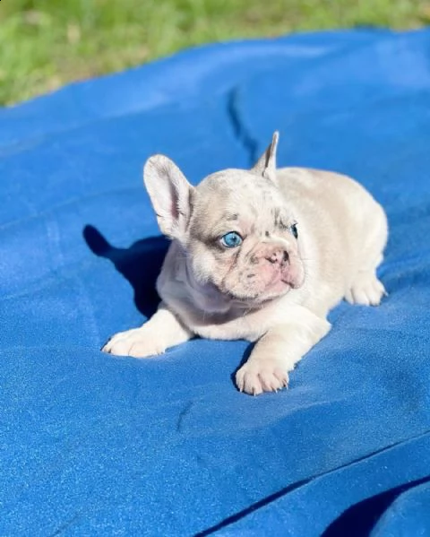 vendo cuccioli di bulldog francese sani | Foto 0