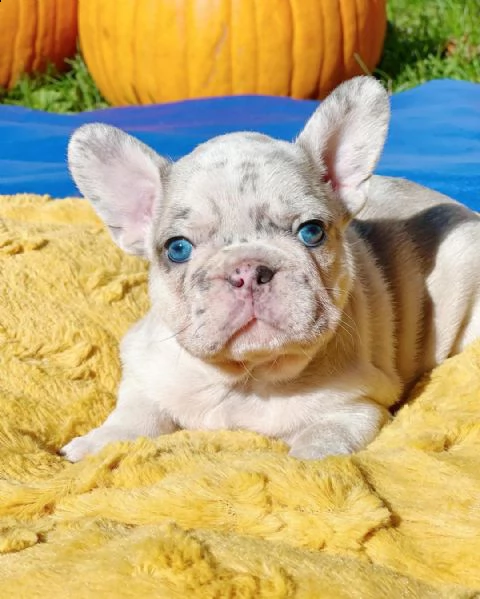 vendo cuccioli di bulldog francese sani