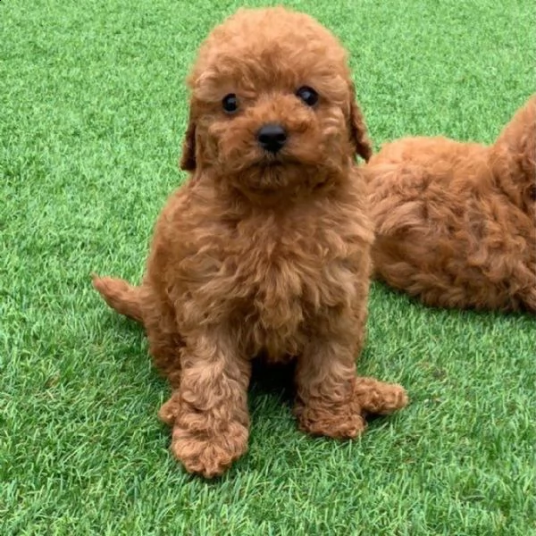 cucciolo barboncino nano e toy cuccioli