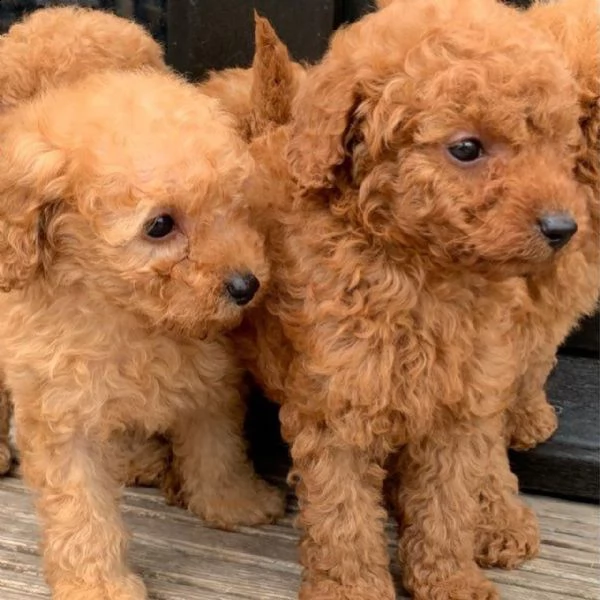 cucciolo barboncino nano e toy cuccioli | Foto 0