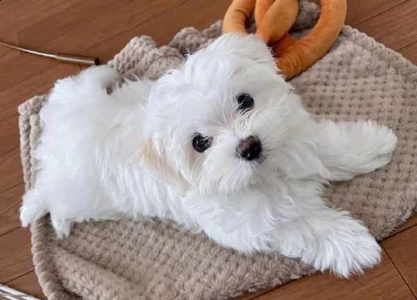  regalo cucciolo maltese per chiunque sia interessato