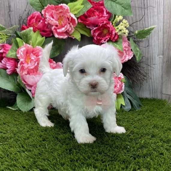 regalo cuccioli dolce e bella havanese