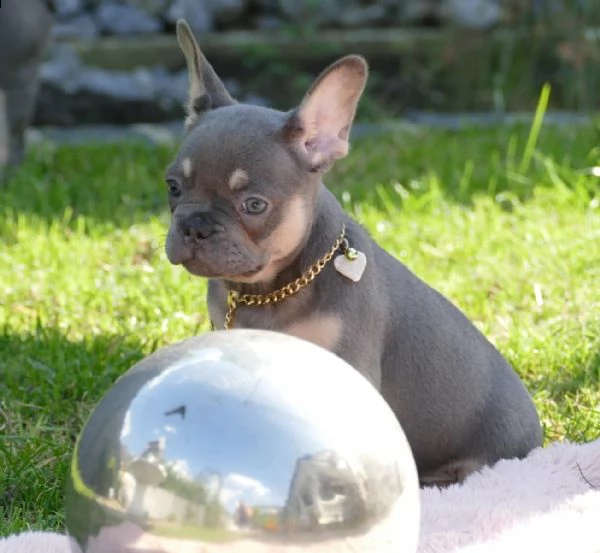 cuccioli di bouledogue francese | Foto 6