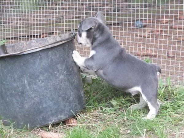 cuccioli di bouledogue francese | Foto 5