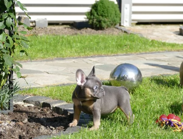 cuccioli di bouledogue francese