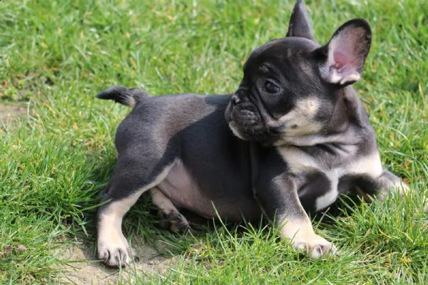 cuccioli di bouledogue francese | Foto 4