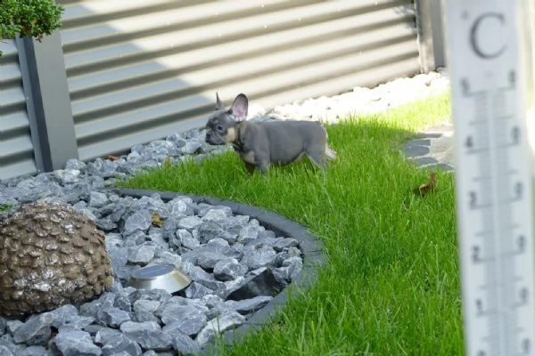 cuccioli di bouledogue francese | Foto 3