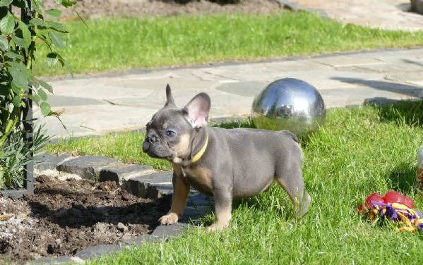 cuccioli di bouledogue francese | Foto 1