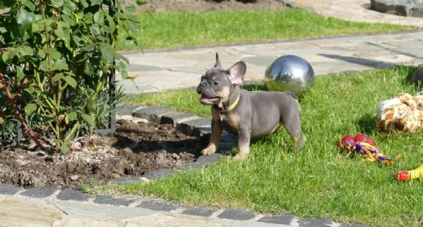 cuccioli di bouledogue francese | Foto 0