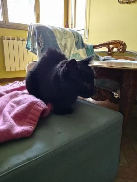 nerone gatto anziano  | Foto 0