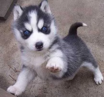 regalo cuccioli siberian husky  maschio e femmina