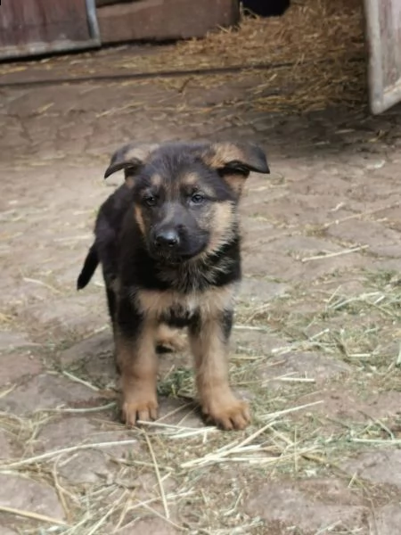 splendidi cuccioli di pastore tedesco originali | Foto 1