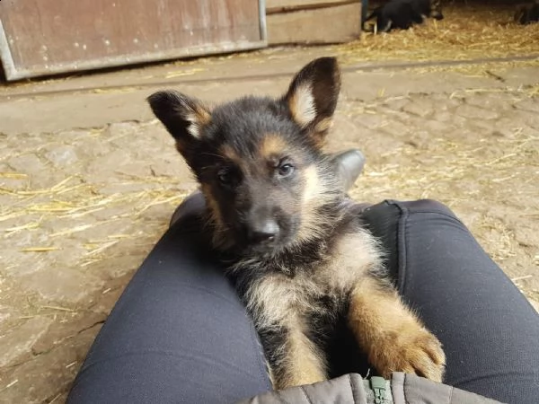 splendidi cuccioli di pastore tedesco originali | Foto 0