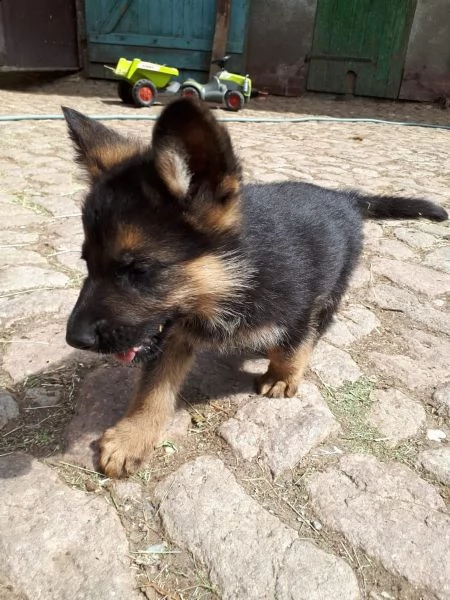 splendidi cuccioli di pastore tedesco originali