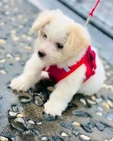  due cuccioli maltesi bianchi in regalo