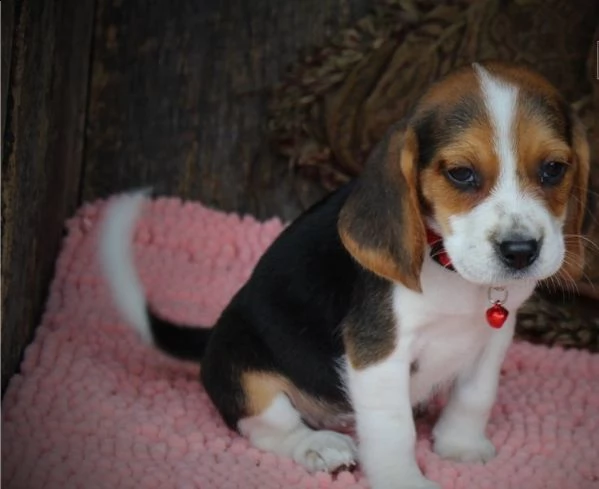 regalo beagle cuccioli meravigliosi ! 