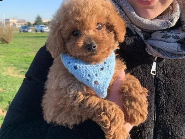 cuccioli barboncini toy piccoli  | Foto 0