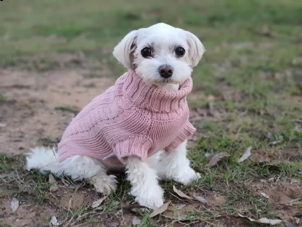  due cuccioli maltesi bianchi in regalo