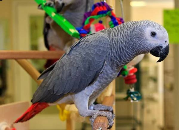   pappagallo grigio africano maschio e femmina, 3 mesi, affettuoso e amorevole, molto docile, rosso 