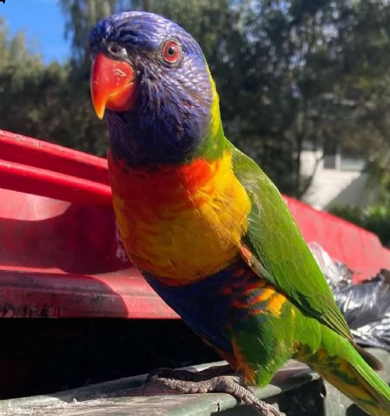 pappagallo lorichetti arcobaleno maschio e femmina, 3 mesi, affettuoso e affettuoso, molto docile, r