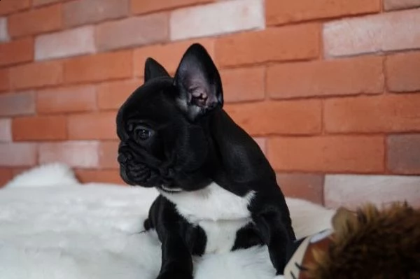 vendo bellissimi cuccioli di bulldog francese maschio e femmina