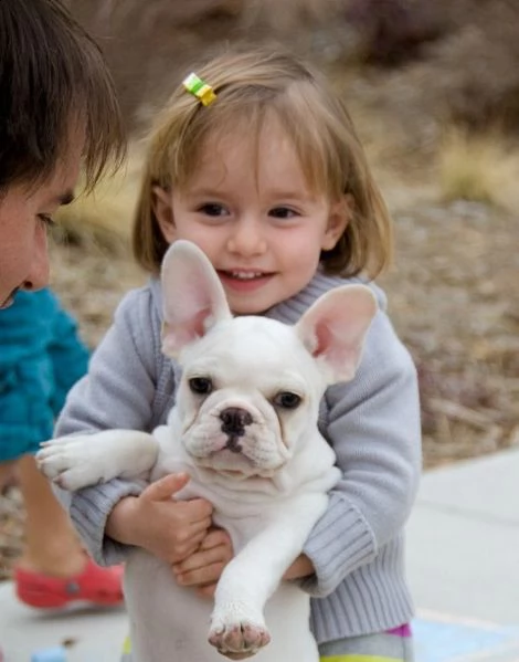 vendo bellissimi cuccioli di bulldog francese maschio e femmina | Foto 2