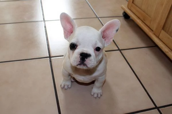 vendo bellissimi cuccioli di bulldog francese maschio e femmina | Foto 1